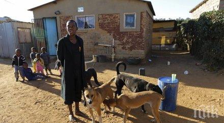 експерти масовото ваксиниране кучетата бяс изкорени болестта