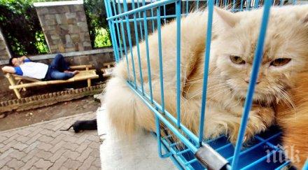 котките контролират мишките специален химикал