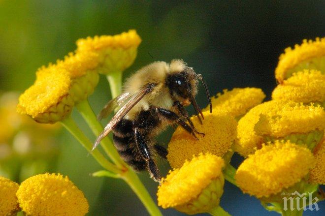Шуменски пчелари отбелязват празника на св. Прокопий