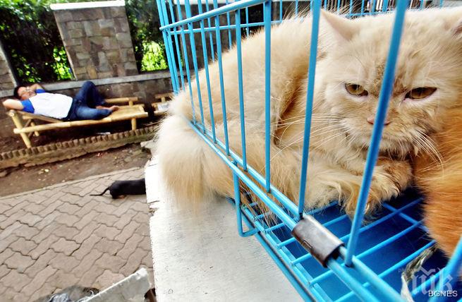 Котките контролират мишките със специален химикал