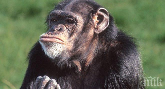 Уникални разкрития за маймуните: Вижте колко близки са те до хората, ще паднете!