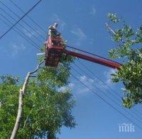 Кастрят дърветата по линиите на новите тролеи в Плевен 