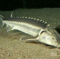 9-годишно момче улови 272-килограмова есетра (видео)