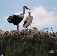 Броиха белите щъркели в две области