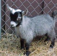 Нагла кражба! Задигнаха 49 козлета и една коза