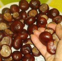 ПИК TV: Отрязаха застрашен вид кестени в Казанлък