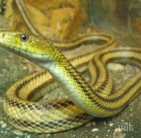 Пожарникари извадиха змия от кола в Димитровград