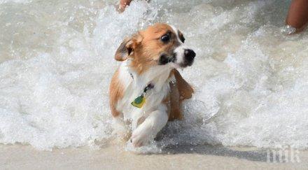 стопаните забравиха предупредят своите кучета последва