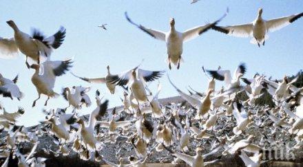 земеделци искат среща борисов заради финансирането зимуващите гъски