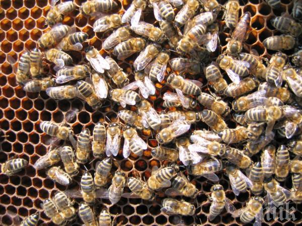 Огромен пчелен рояк е атакувал пътнически самолет 