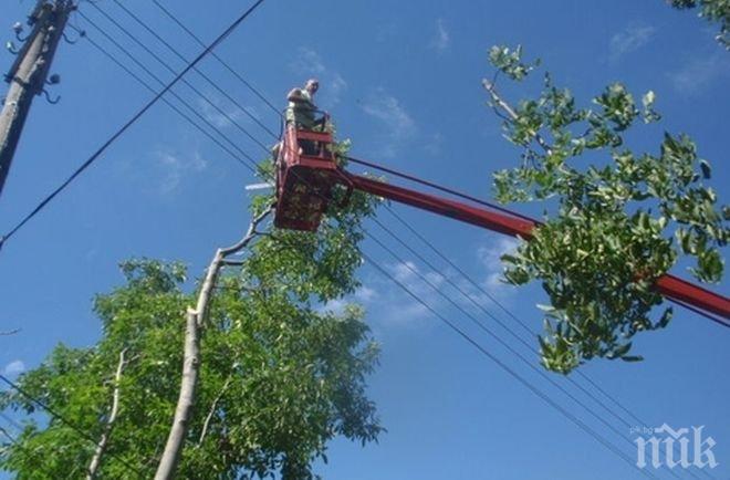 Кастрят дърветата по линиите на новите тролеи в Плевен 