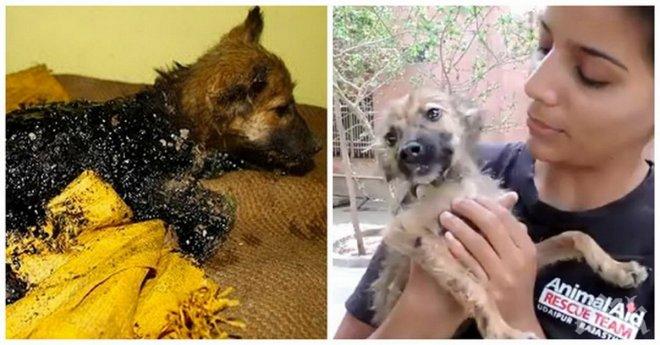 3-месечно кученце беше покрито цялото със смола, но намери своите спасители!
