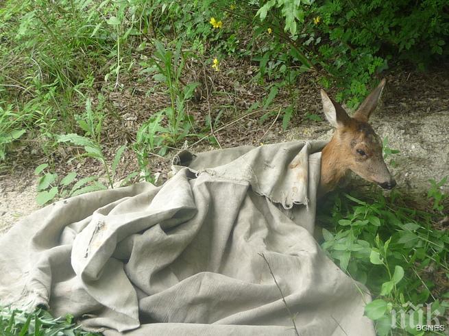 Спасиха новородено сърне от бракониери в Сливенско