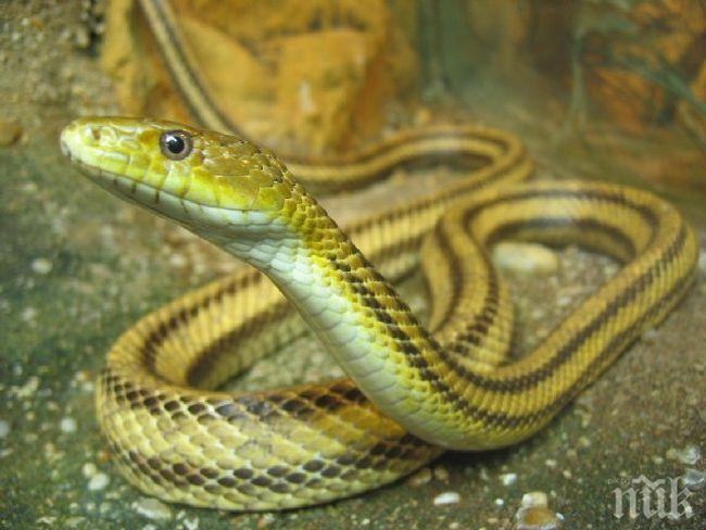 Пожарникари извадиха змия от кола в Димитровград