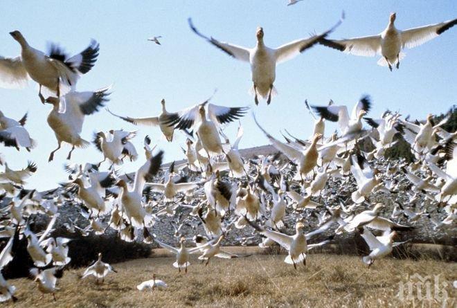 Земеделци искат среща с Борисов заради финансирането за зимуващите гъски