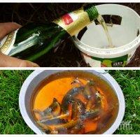 Бира и кафе срещу голите охлюви