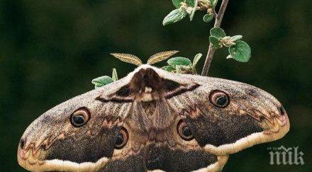 охрид нападнат нощни пеперуди