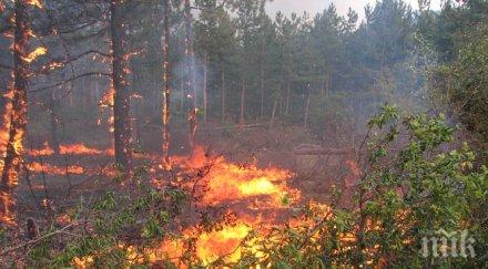 пожар гората село средногорово близо полигона змеево