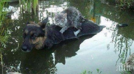 снимки дават нов смисъл израза кучето котката