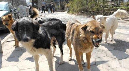 овладяват популацията кучетата национална програма