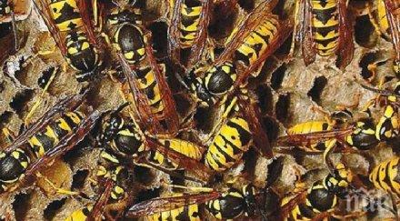 рой пчели нападна самолет