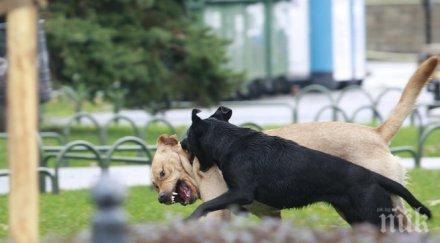 момчето нахапано питбул без опасност живота