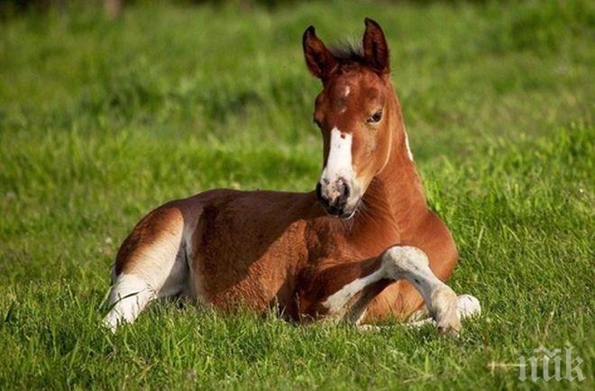 Най-малкото британско конче е високо само 46 сантиметра

