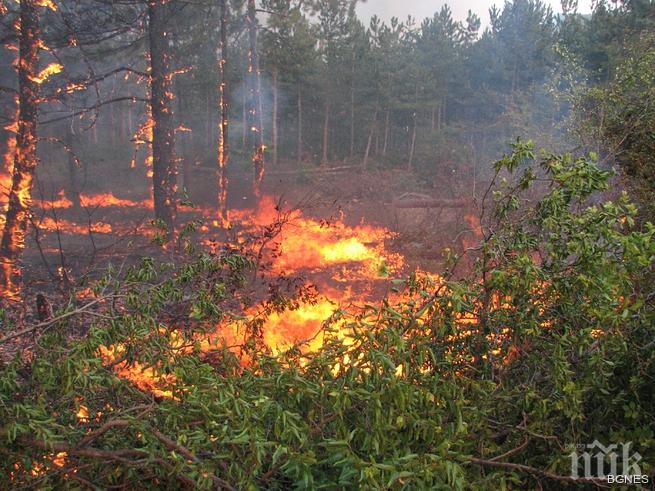 Пожар в гората над село Средногорово, близо до полигона Змеево