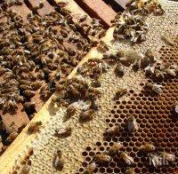 Пчелари излизат на протест заради мор по пчелите