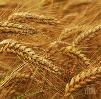 Спасени от опожаряване са 1250 декара пшеница в Силистренско