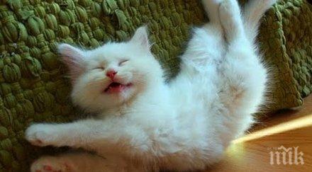 съставиха глоба заради котка дразни съседите