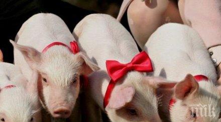 система вика прасетата свинефермите име хранене