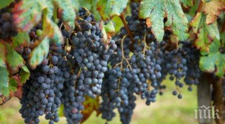 продадоха чепка грозде близо 7500 евро япония