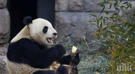 пандите мързеливи заради щитовидната жлеза