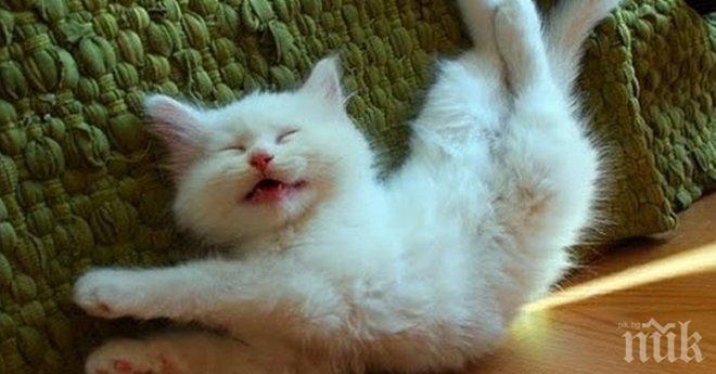 Съставиха глоба заради котка, която дразни съседите