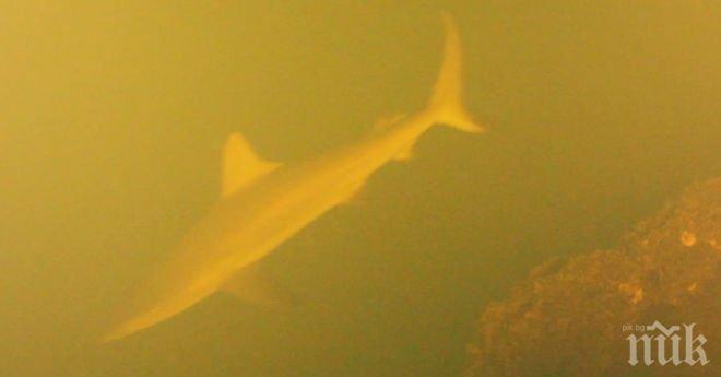 Учени откриха акули в кратера на вулкан (видео)