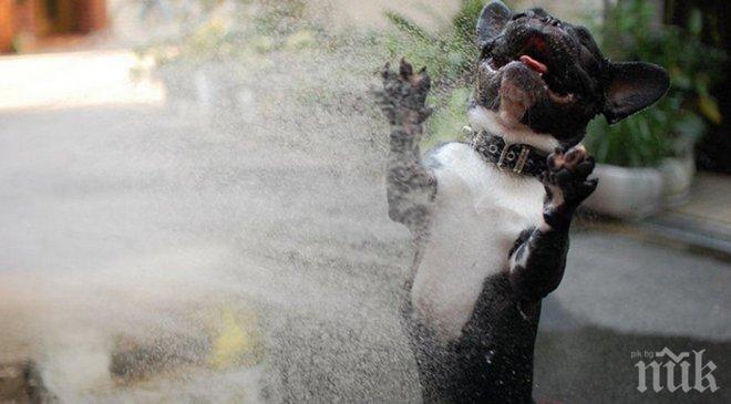 Снимки показващи истинската наслада от малките неща в живота... Уникални!