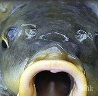 Екоминистърът иска да зариби Перловската река с шарани 