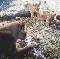 Хиляди животни пострадаха при наводнение в Западна Индия