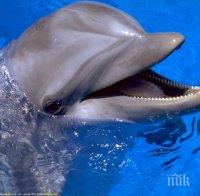 Жестокост! Обезглавен и разпорен делфин стресна туристите на плаж „Каваците“ (снимки 16+)