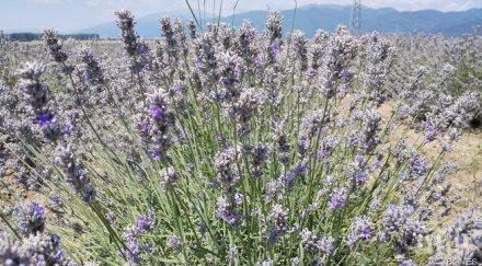 добра година производителите лавандула