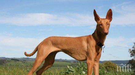 бремен кучетата разхлаждат сладолед вкус наденички