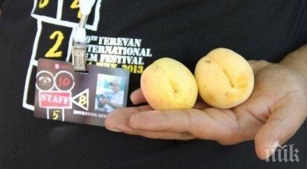 армения откриха златната кайсия