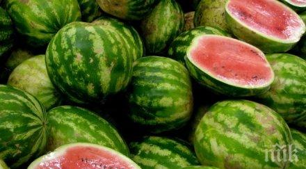 паднаха цените дините