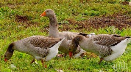 хит земеделието диви гъски кълват млн агросубсидии