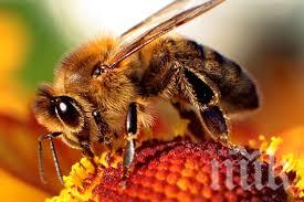 Ухапване от пчела прати дядо в реанимацията