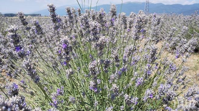 Добра година за производителите на лавандула