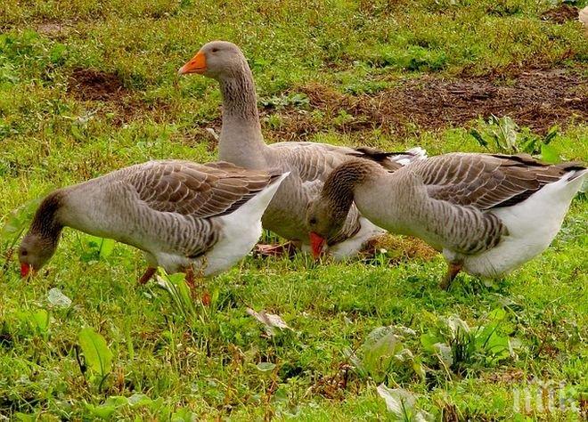 Хит в земеделието! Диви гъски кълват 50 млн. лв. агросубсидии