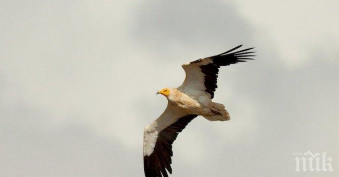 Експерти от 33 държави се събират в София на семинар за опазването на египетския лешояд