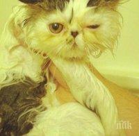 Тези котки вече се научиха, че баните всъщност са... 